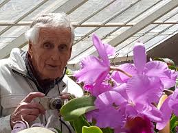 Image result for Englerina oedostemon