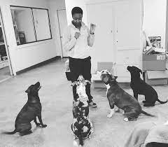 Professional dog trainers · free online seminars Monticello Animal Clinic Home Facebook