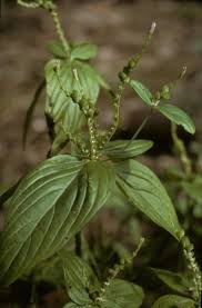 Image result for Spigelia anthelmia
