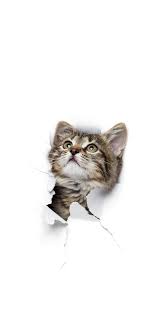 Full hd 3d background wallpaper images for desktop pc, laptop, mac, android phone, tablet, apple iphone, ipad and other deices. Pin Oleh Cl6u Maldonado Di Hana Seni Kucing Gambar Hewan Gambar Hewan Lucu