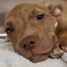 Get all your pet essentials right when you need them. Dogs And Puppies For Adoption In San Diego Helen Woodward Animal Center Cutepuppies Dogs And Puppies For Adoption In Puppy Adoption Dogs And Puppies Animals