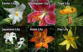 Maybe you would like to learn more about one of these? Lily Toxicity In Cats Canada West Veterinary Specialists