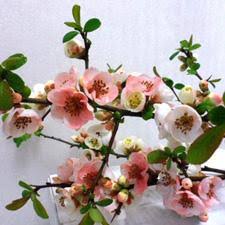 Check spelling or type a new query. Cameo Flowering Quince Unique And Gorgeous Soft Peach Pink Flowers Att Pixies Gardens