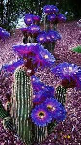 What's more, they're well regarded for their innovative packaging. Reminds Us Of Our Southwest Headquarters Www Merlotskincare Com Take On The Dry With Merlot Moisturizer Cactus Plants Cactus Garden Cactus House Plants