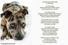 A Poem To My Foster Dog Diane Morgan Foster Dog Foster Dog Quotes The Fosters