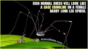 Encyclopedia of dream interpretation helps to analyse and meaning the significance of your dreams. Startling Facts About Daddy Long Legs Spiders Animal Sake