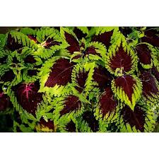 Image result for Coleus guerkei