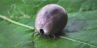 Simply take your floss or thread and, getting at close to the skin as possible, loop it around the head. Ticks And Tick Removal International Cat Care