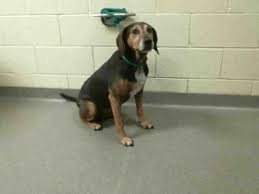Black And Tan Coonhound Rescue Texas Black And Tan Coonhound Dog For Adoption In Denver Co Adn 824804 On Puppyfinder Com Gender Female Age Senior Dog Adoption Coonhound Black And Tan