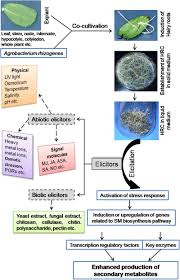 Archive books related to plant cell, tissue and organ culture fundamental methods no comments for plant cell, tissue and organ culture fundamental methods. Elicitation A Biotechnological Tool For Enhanced Production Of Secondary Metabolites In Hairy Root Cultures Halder 2019 Engineering In Life Sciences Wiley Online Library