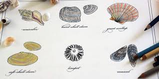 Incredibly funny and corny at the same time! Sea Shell Coloring Printable For Kids Alpha Mom
