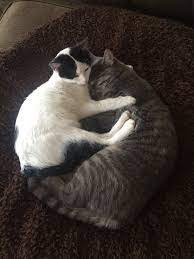 Yin And Yang Music Indieartist Chicago Cute Cats Crazy Cats Funny Cats