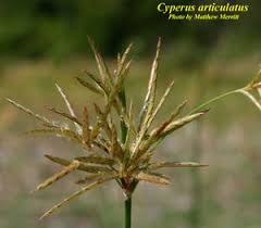 Image result for Cyperus articulatus
