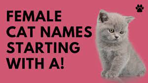 We hope you will find just the right female cat name for your pet. Female Cat Names Starting With A 27 Great Top Names Names Youtube