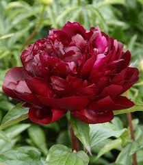 Pfingstrosen zeichnung skizzen zeichnungen pfingsten bilder dekoration gerahmte poster schreibwaren grafische kunst wandbilder. Paonie Armani Top Qualitat Online Kaufen Baldur Garten