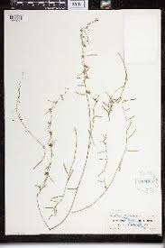 Image result for Cynanchum ledermannii