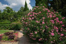 Faciles à entretenir, les lauriers roses sont des plantes qui ne requièrent que des soins intensifs. Laurier Rose Plantation Taille Entretien