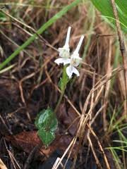 Image result for Disperis katangensis