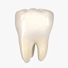 3d Model Teeth Molar Tooth Anatomy People Human Mouth Mandibular Jaw Dental Dentist Dentition Crown Realistic Too Tooth Icon Teeth Human Teeth
