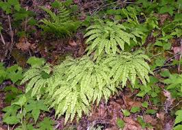 Image result for Adiantum