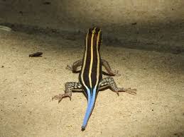 Image result for Tricliceras lobatum