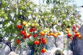 Penasaran bagaimana cara berkebun sayur di rumah dengan lahan yang sempit? Cara Menanam Tomat Di Halaman Rumah Bibit Online