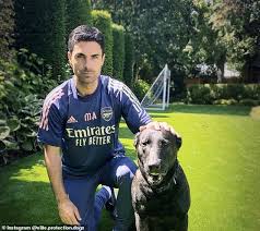 November 2, 2018 at 7:48 am. Arsenal Boss Mikel Arteta Becomes Latest Premier League Big Name To Splash Out On 20 000 Guard Dog Daily Mail Online
