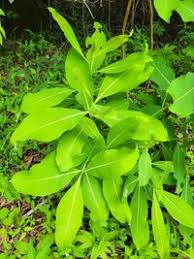 Image result for Terminalia macroptera