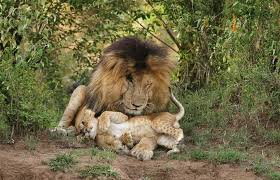 سكار فيس,سكار,الاسد سكار,الأسد سكار,موت سكار فيس,اسد سكار,الاسد سكار فيس,سكار فيس الاسد,سكار. Ø¨Ø¹Ø¯ Ø£Ù† Ø­ÙƒÙ… Ø¹Ø´ÙŠØ±ØªÙ‡ 12 Ø¹Ø§Ù… Ø§ ÙˆÙØ§Ø© Ø§Ù„Ø£Ø³Ø¯ Ø§Ù„Ø£Ø³Ø·ÙˆØ±Ø© Ø³ÙƒØ§Ø± ØµÙˆØ± Ù…Ø¨Ø§Ø´Ø± Ø¨Ù„Ø³