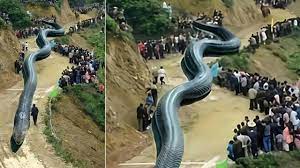 Pin On Snakes Largest Giant Anaconda And Videos