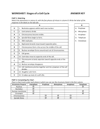 Start studying cell cycle worksheet. Worksheet Stages Of A Cell Cycle Answer Key Teacher