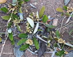 Image result for Parinari capensis