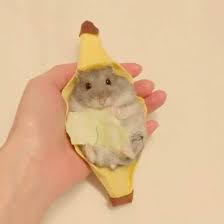 Hamster Banana V 2020 G