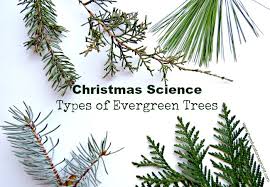 Find & download free graphic resources for evergreen tree. Types Of Evergreen Trees The Educators Spin On It