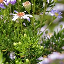 Image result for Felicia anthemidodes