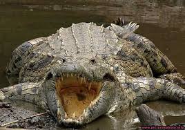 The World S Most Dangerous Game To Hunt Hunter Safety Blog Nile Crocodile Crocodiles Crocodile Pictures