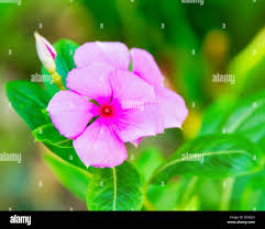 Image result for Caryophyllaceae