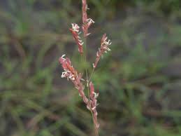 Image result for Leersia