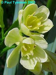 Image result for Craterostigma purpureum