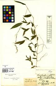 Image result for Pseudechinolaena polystachya