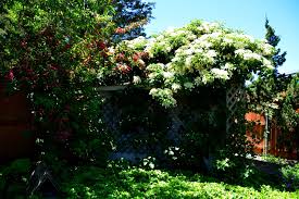 Climbing hydrangea vines can scale tree trunks, sturdy trellises, arbors, and fences. Climbing Hydrangea Care Growing Tips Horticulture Co Uk