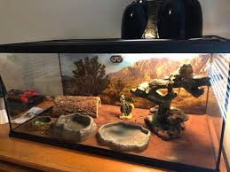 Bearded Dragon In 20 Gallon Tank Bearded Dragon Bearded Dragon Cage Reptile Tank