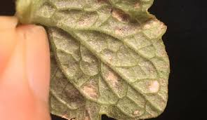 梅雨明け後注意 野菜のハダニの駆除 症状 発生時期 Lovegreen ラブグリーン