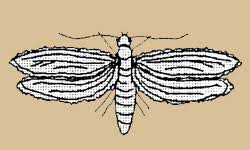 Willkommen bei der unternehmensgruppe nassauische heimstätte | wohnstadt! Mottenplage Motten Bekampfen Faq