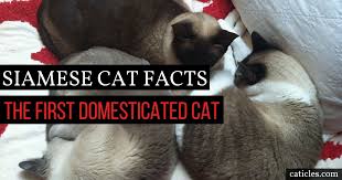 Siamese cats have pointed markings, big ears, oval eyes and long legs. Siamese Cats As Pets How To Live With This Royal Breed Caticles