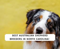 Maybe you would like to learn more about one of these? 6 Best Australian Shepherd Breeders In North Carolina 2021 We Love Doodles