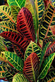 Maybe you would like to learn more about one of these? How To Care For Your Croton Plant Plants Croton Plant Outdoor Plants