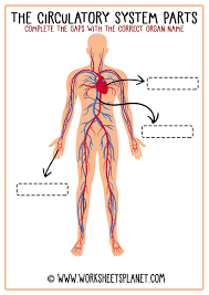 13+ human body veins and arteries diagram. Circulatory System For Kids Diagram Theory Vocabulary
