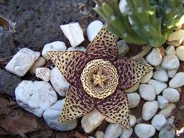 Image result for Orbea paradoxa