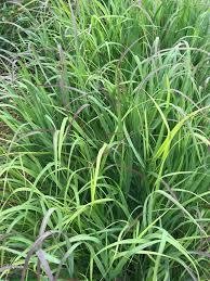 Image result for Panicum schinzii